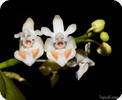 Phal. thailandica Brown Form